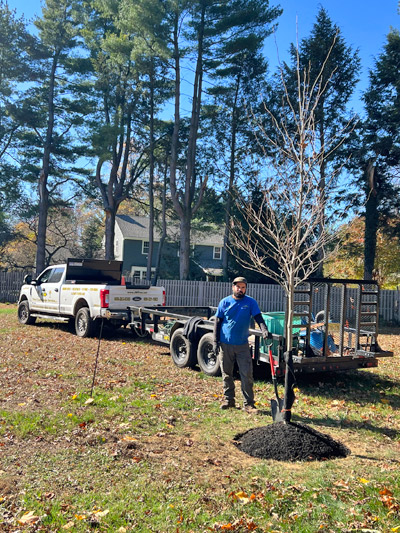 Landscaping in South Jersey | J.M. Tree & Landscape Service, South Jersey Landscapers