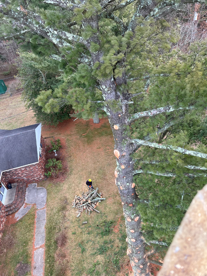 Penn terrace tree falls
