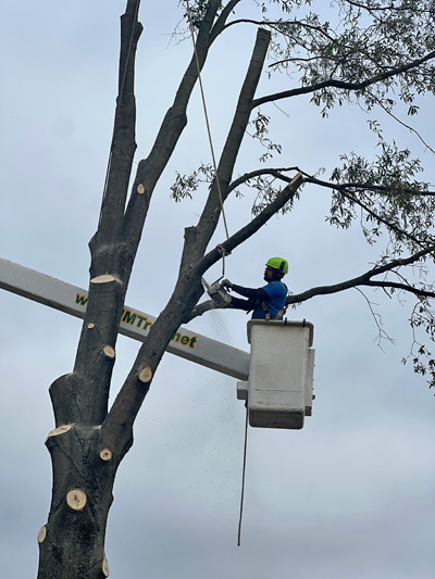 Tree Removal South Jersey | J.M. Tree & Landscape Service, LLC